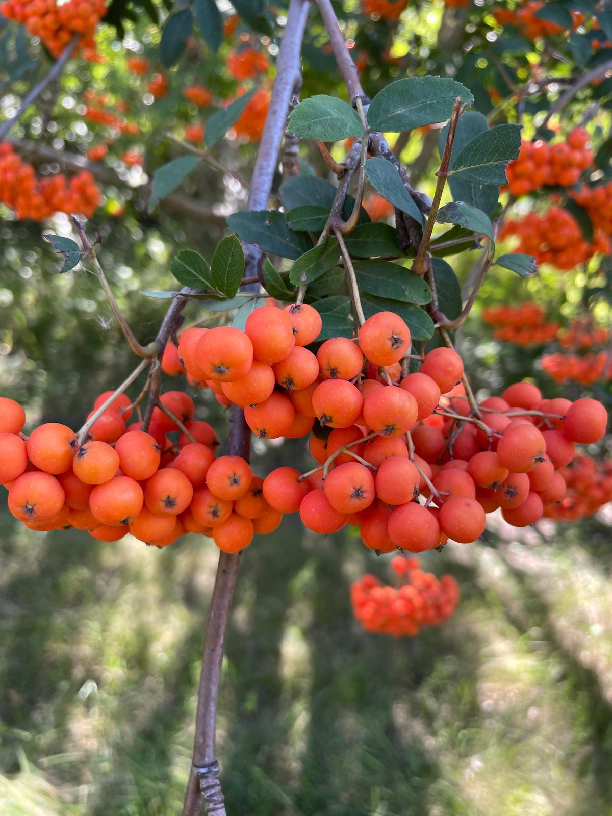 European Mountain Ash Seeds