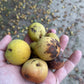 Ussurian Pear Seeds
