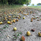 Ussurian Pear Seeds