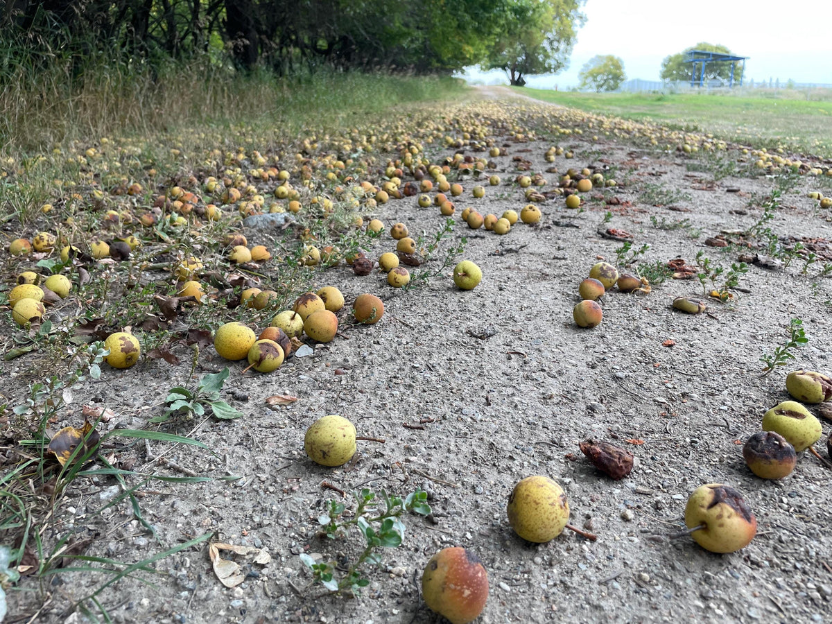 Ussurian Pear Seeds
