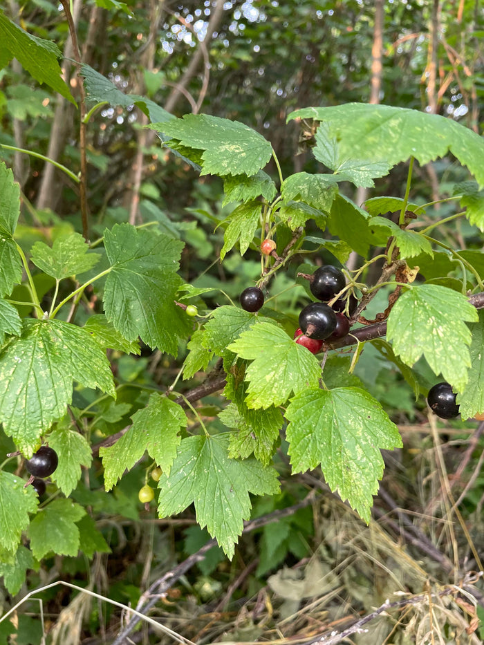 Grosellero negro americano · 1