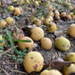 Ussurian Pear Seeds
