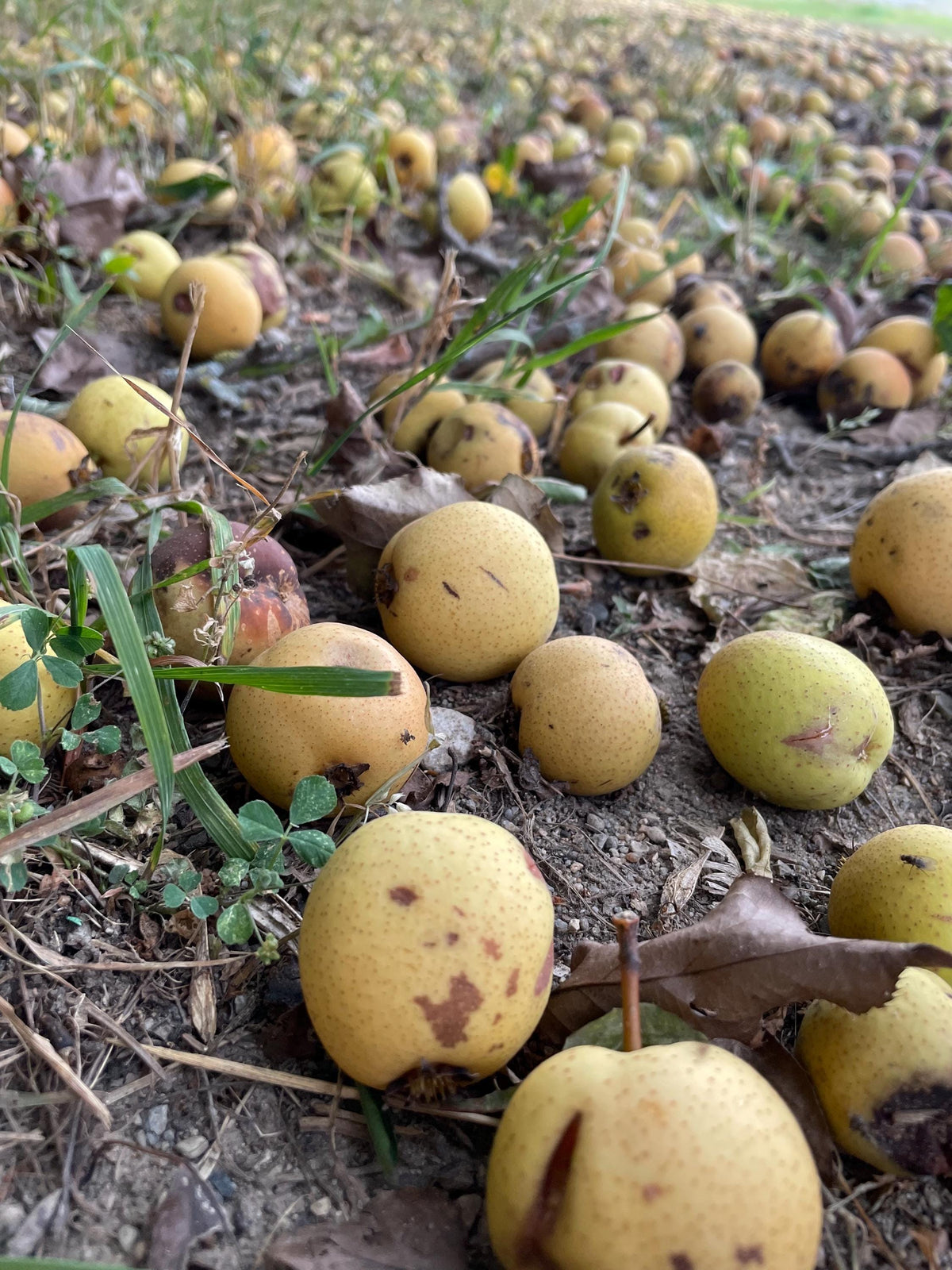 Ussurian Pear Seeds