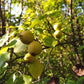 Ussurian Pear Seeds
