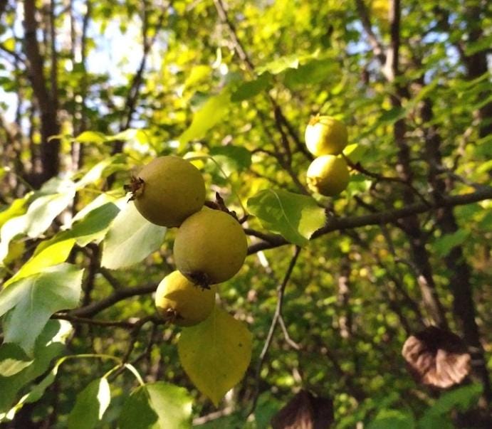 Ussurian Pear Seeds