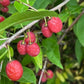 Cherry Prinsepia Seeds