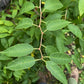 Cherry Prinsepia Seeds