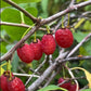 Cherry Prinsepia Seeds
