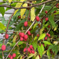 Cherry Prinsepia Seeds