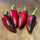 Semillas de pimiento Czech Black