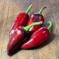 Semillas de pimiento Czech Black
