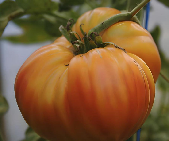 Marvel Striped Tomato Seeds