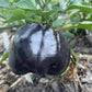 Purple Beauty Sweet Pepper Seeds