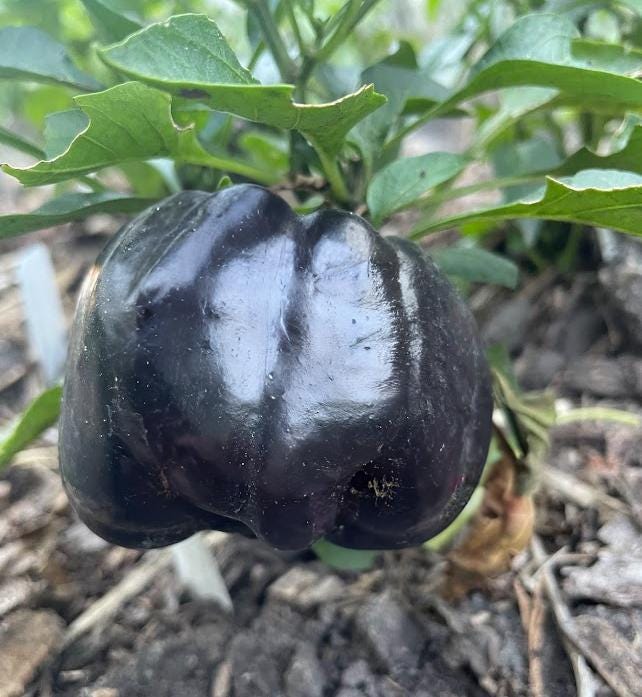 Purple Beauty Sweet Pepper Seeds