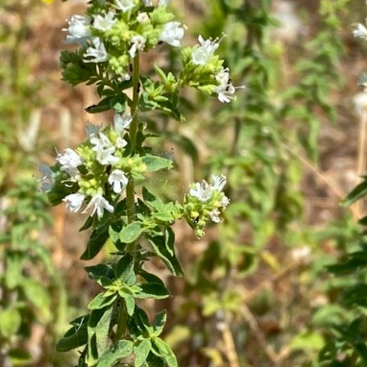 Greek Oregano Seeds