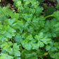 Parsley Seeds