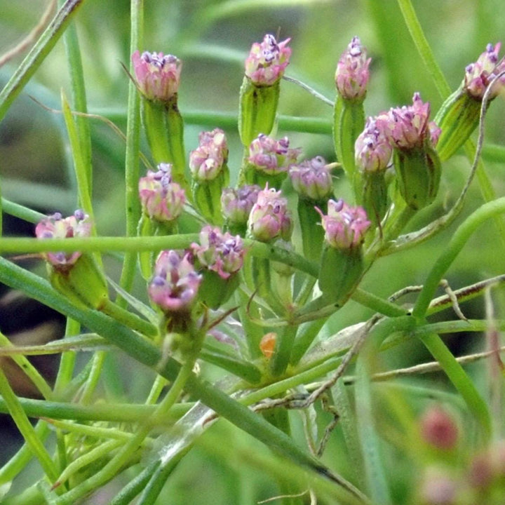 Cumin Seeds