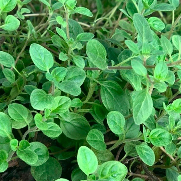 Sweet Marjoram Seeds