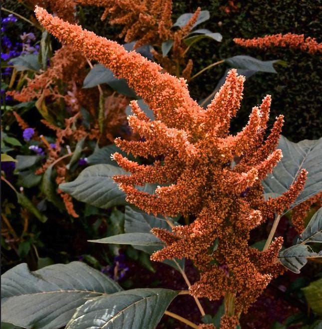 Grain Amaranth Seeds