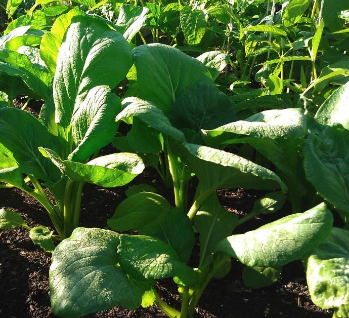 Komatsuna Seeds