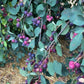 Thiessen Saskatoon Seeds