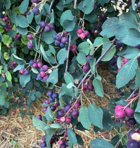 Thiessen Saskatoon Seeds