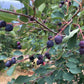 Thiessen Saskatoon Seeds