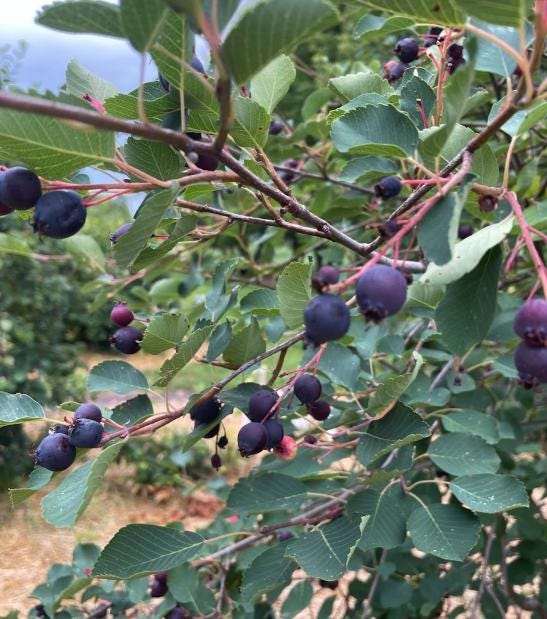 Thiessen Saskatoon Seeds