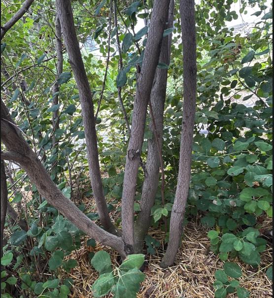 Thiessen Saskatoon Seeds