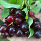 Garrington Chokecherry Seeds