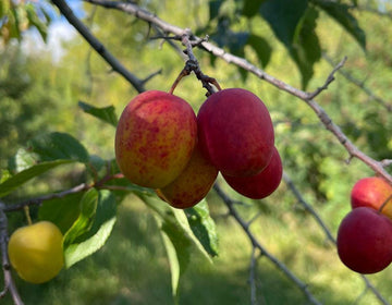 Semillas de ciruelo silvestre canadiense