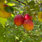 Canada Wild Plum Seeds