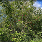 Canada Wild Plum Seeds