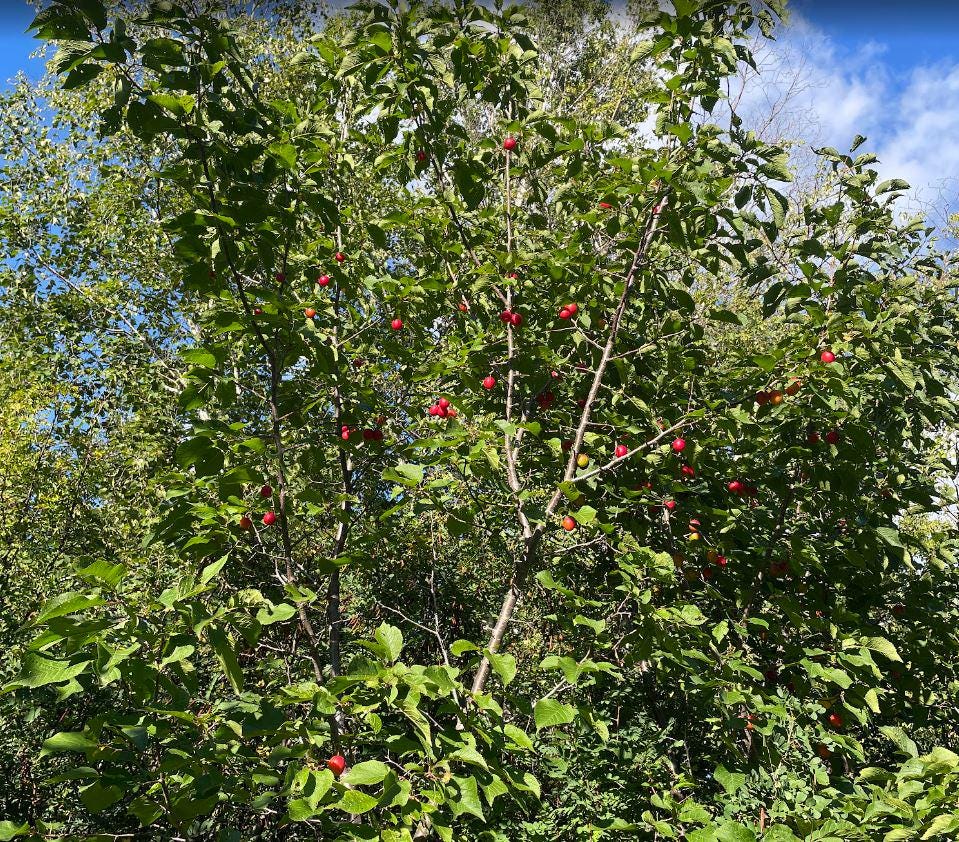 Canada Wild Plum Seeds