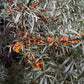 Thornless Sea Buckthorn Seeds