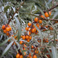 Thornless Sea Buckthorn Seeds