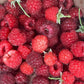 Boyne Raspberry Seeds