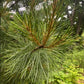 Korean Stone Pine Seeds