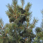 Korean Stone Pine Seeds