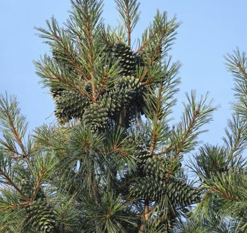 Graines de pin de Corée