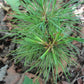 Korean Stone Pine Seeds