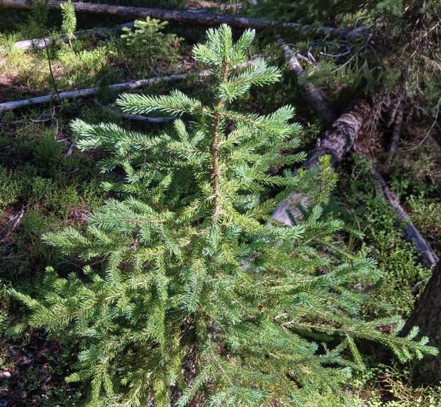 Engelmann Spruce Seeds