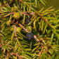 Common Juniper Seeds