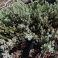 Common Juniper Seeds