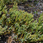 Common Juniper Seeds