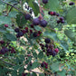 Thiessen Saskatoon Seeds