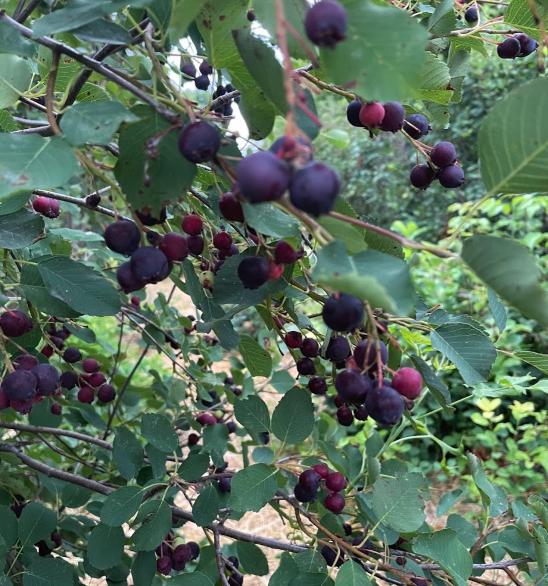 Thiessen Saskatoon Seeds