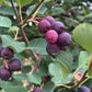 Thiessen Saskatoon Seeds