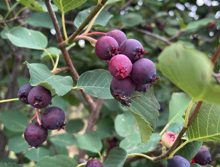 Thiessen Saskatoon Seeds
