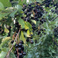 Garrington Chokecherry Seeds